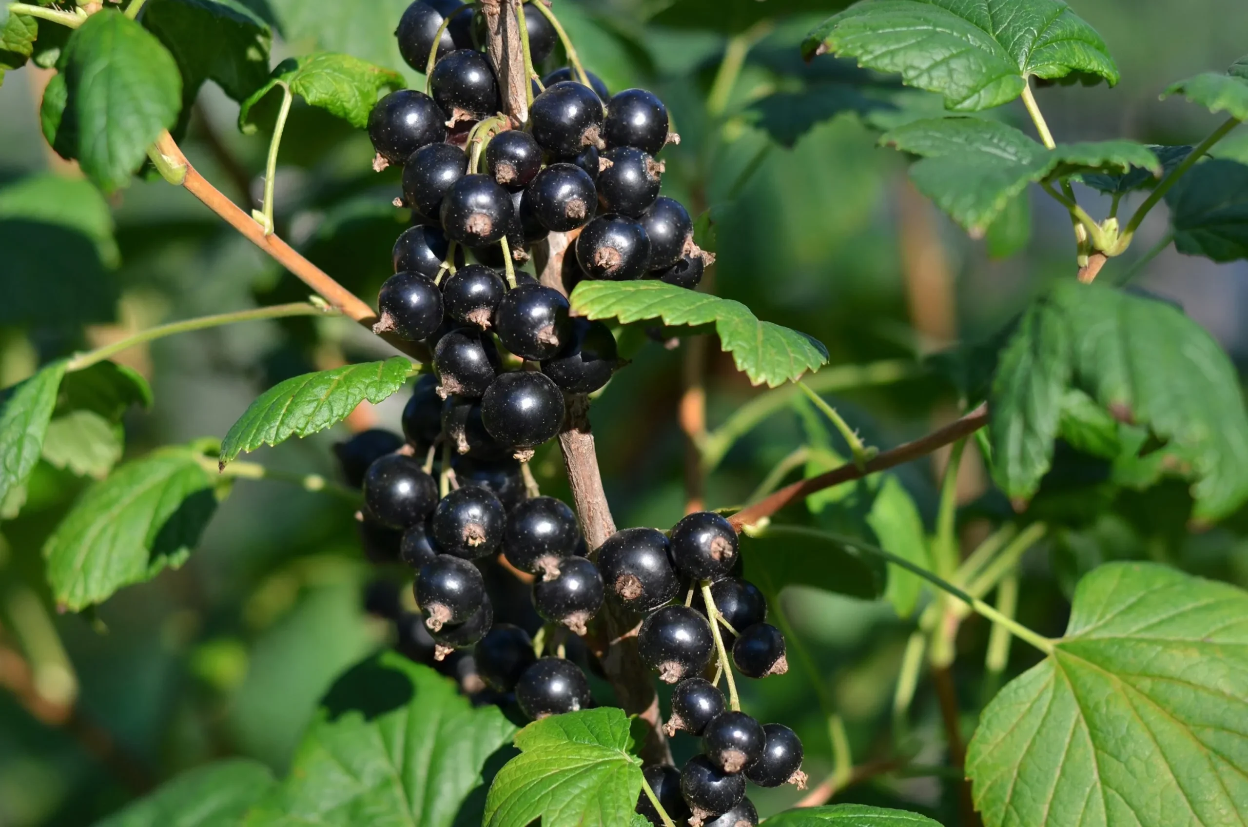 a vinbär 'Öjebyn'>Omnia garden New