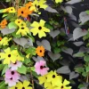 Svartöga/Blomman För Dagen Pyramid 19cm>Mäster Grön Online