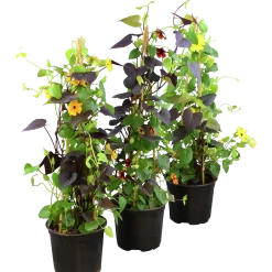 Svartöga/Blomman För Dagen Pyramid 19cm>Mäster Grön Online