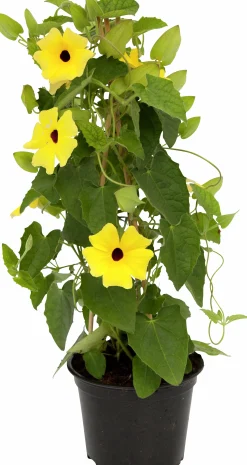Svartöga lat. Thunbergia alata 14cm>Mäster Grön Hot