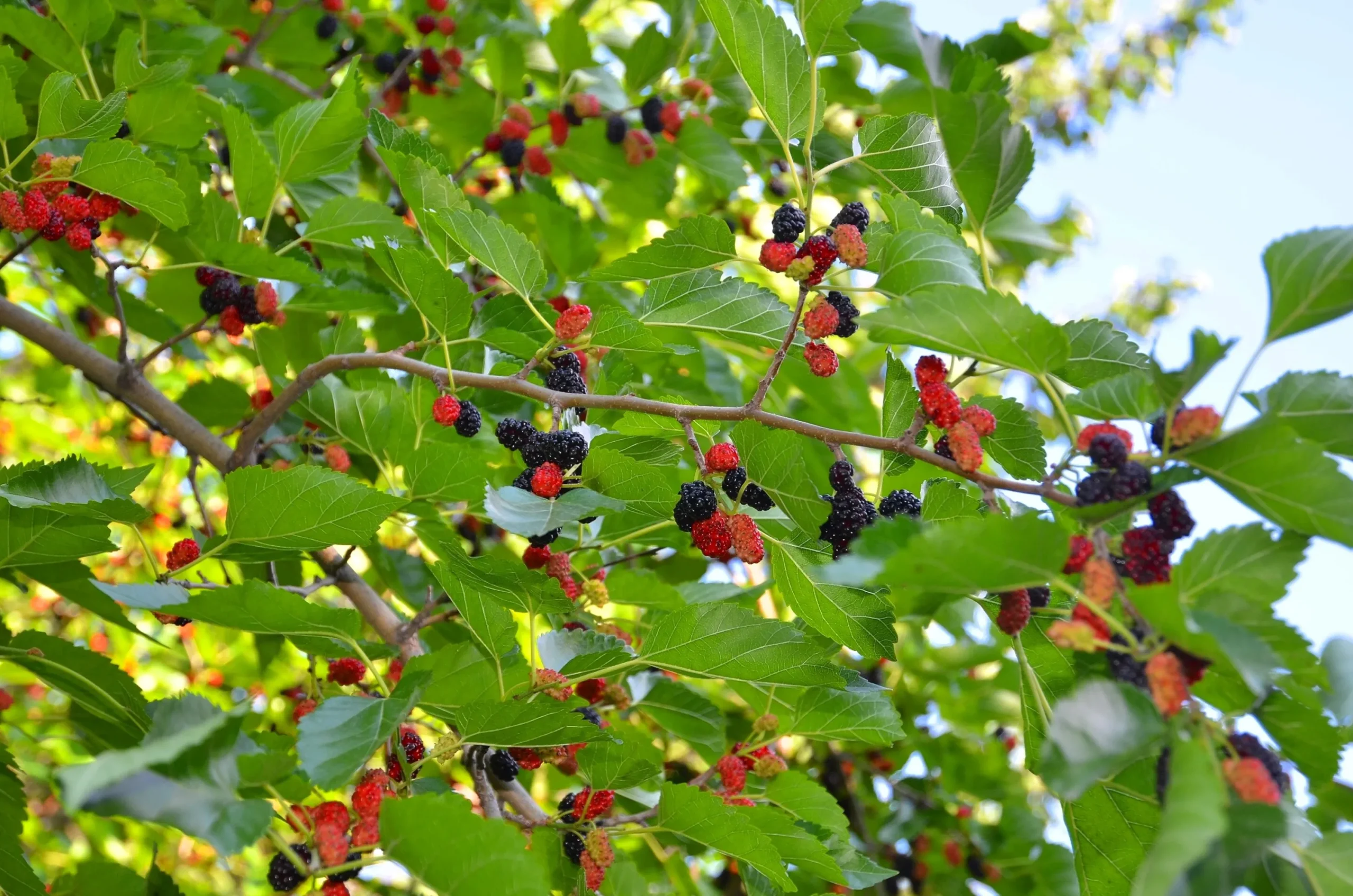 Mullbär 'Mulle'>Omnia garden Clearance
