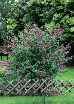 Syrenbuddleja Fjärilsbuske 'Il de France' Krukodlad>Omnia garden Online