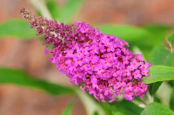 Syrenbuddleja Fjärilsbuske 'Miss Ruby'>Omnia garden