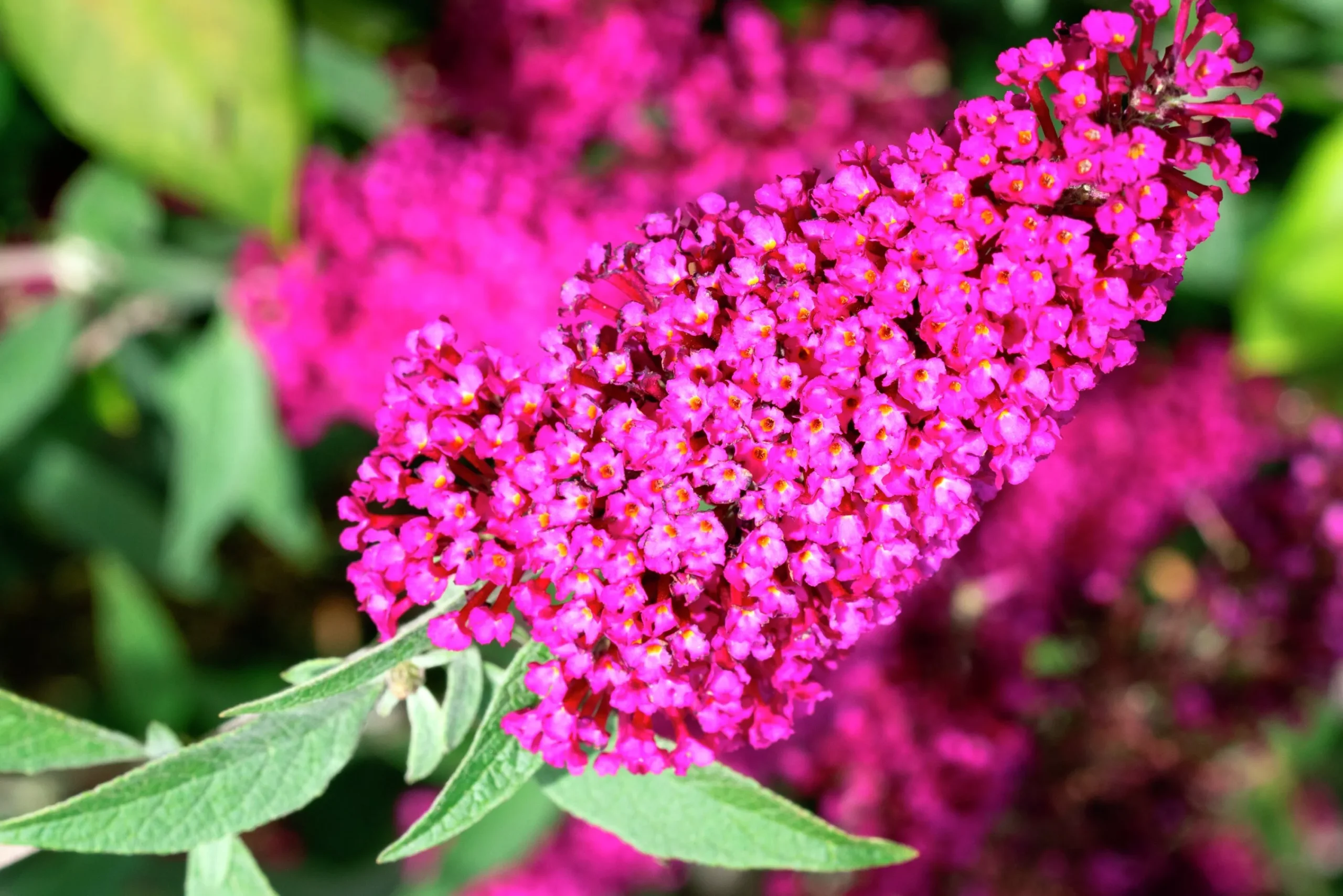 Syrenbuddleja Fjärilsbuske 'Miss Ruby'>Omnia garden