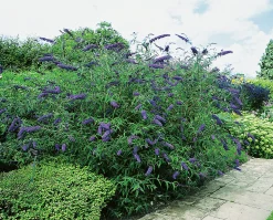 Syrenbuddleja Fjärilsbuske 'Nanho Blue' Krukodlad>Omnia garden Best