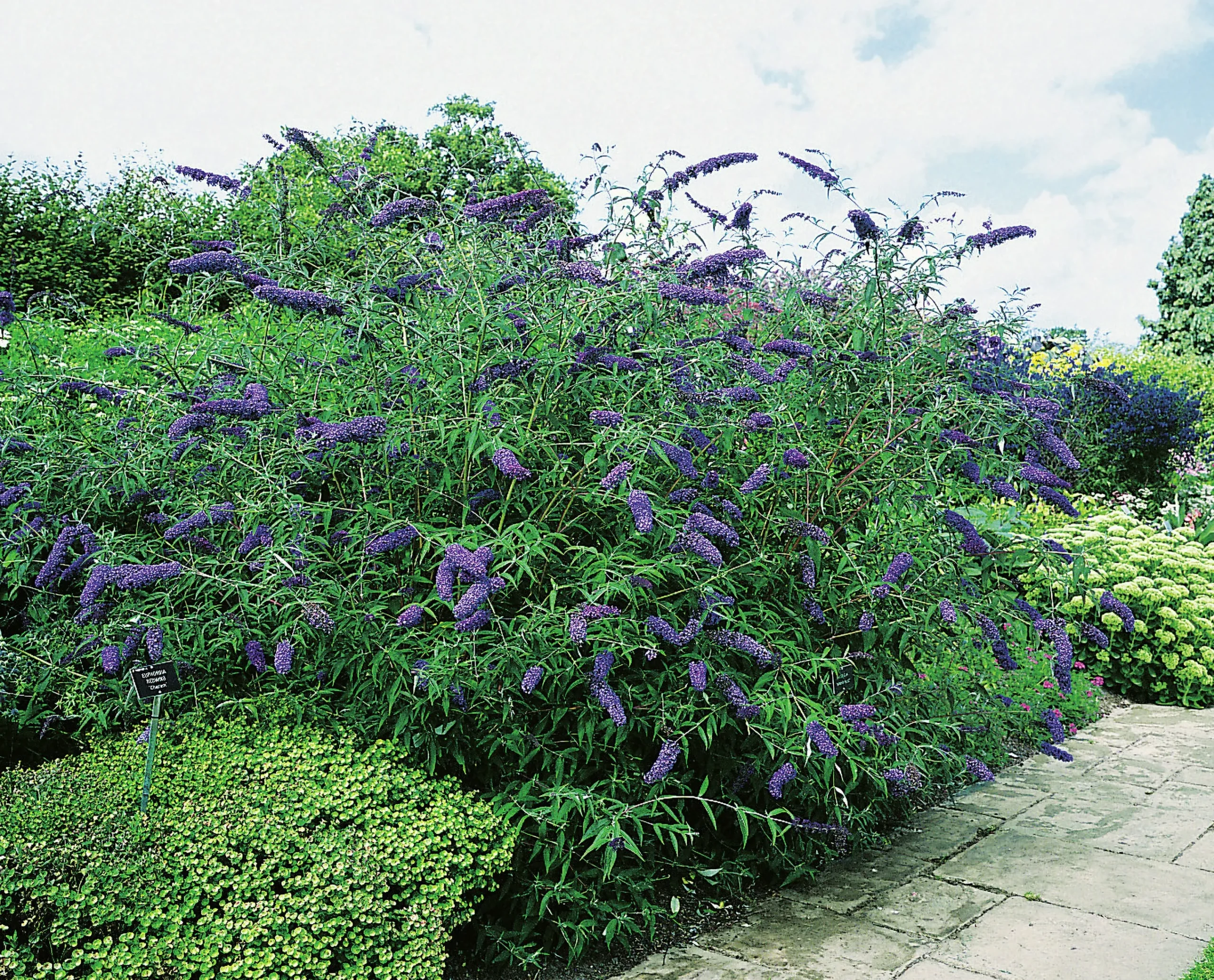 Syrenbuddleja Fjärilsbuske 'Nanho Blue' Krukodlad>Omnia garden Best