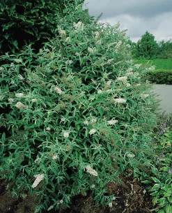 Syrenbuddleja Fjärilsbuske 'White Profusion' Krukodlad>Omnia garden New