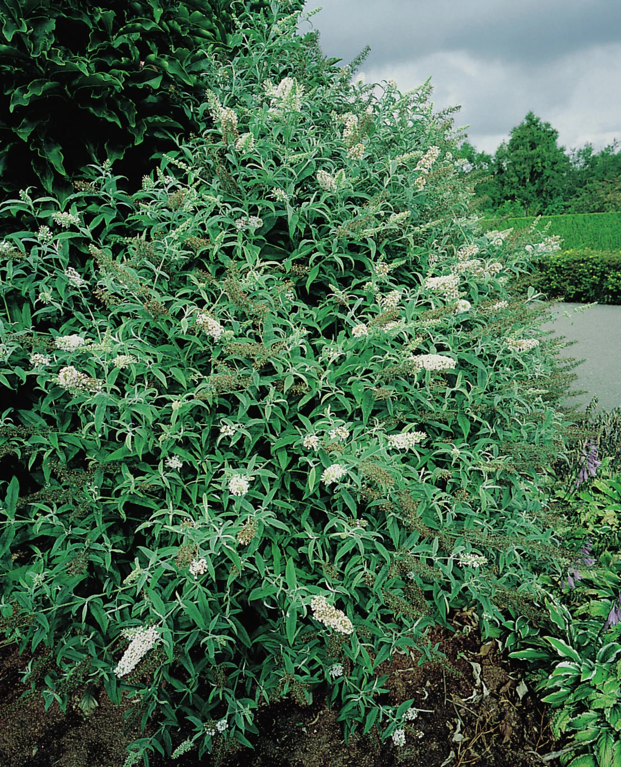 Syrenbuddleja Fjärilsbuske 'White Profusion' Krukodlad>Omnia garden New