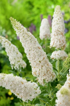Syrenbuddleja Fjärilsbuske 'White Profusion' Krukodlad>Omnia garden New
