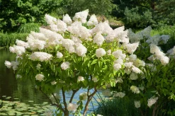 Syrenhortensia 'Grandiflora'>Omnia garden Outlet