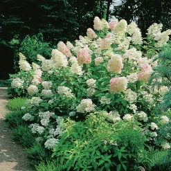 Syrenhortensia 'Grandiflora' Krukodlad>Omnia garden New