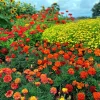 Tagetes Stor Mix i 11cm kruka>Mäster Grön Clearance
