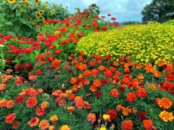 Tagetes Stor Mix i 11cm kruka>Mäster Grön Clearance