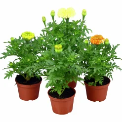 Tagetes Stor Mix i 11cm kruka>Mäster Grön Clearance