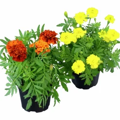 Tagetes Stor Mix i 11cm kruka><noscript><img width=