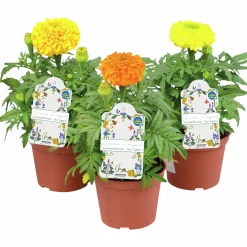 Tagetes Stor Mix i 11cm kruka><noscript><img width=