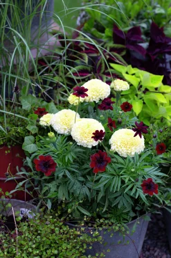 Tagetes Stor Mix i 11cm kruka><noscript><img width=