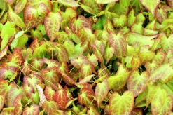 Taggig sockblomma 'Frohnleiten'>Omnia garden Clearance