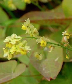 Taggig sockblomma 'Frohnleiten'>Omnia garden Clearance