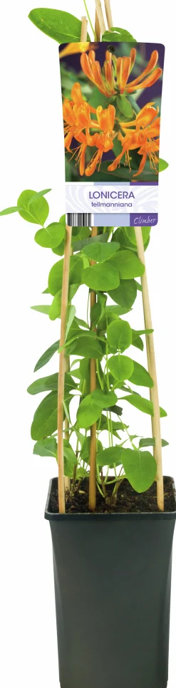 Tellmanskaprifol>Omnia garden Sale