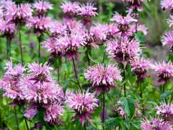 Temynta 'Beauty of Cobham'>Omnia garden