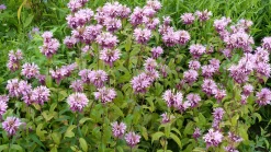 Temynta 'Beauty of Cobham'>Omnia garden