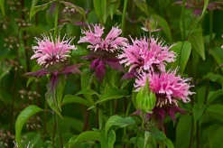 Temynta 'Beauty of Cobham'><noscript><img width=