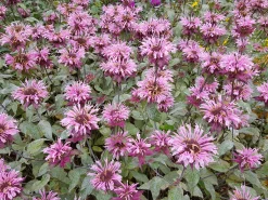 Temynta 'Beauty of Cobham'><noscript><img width=