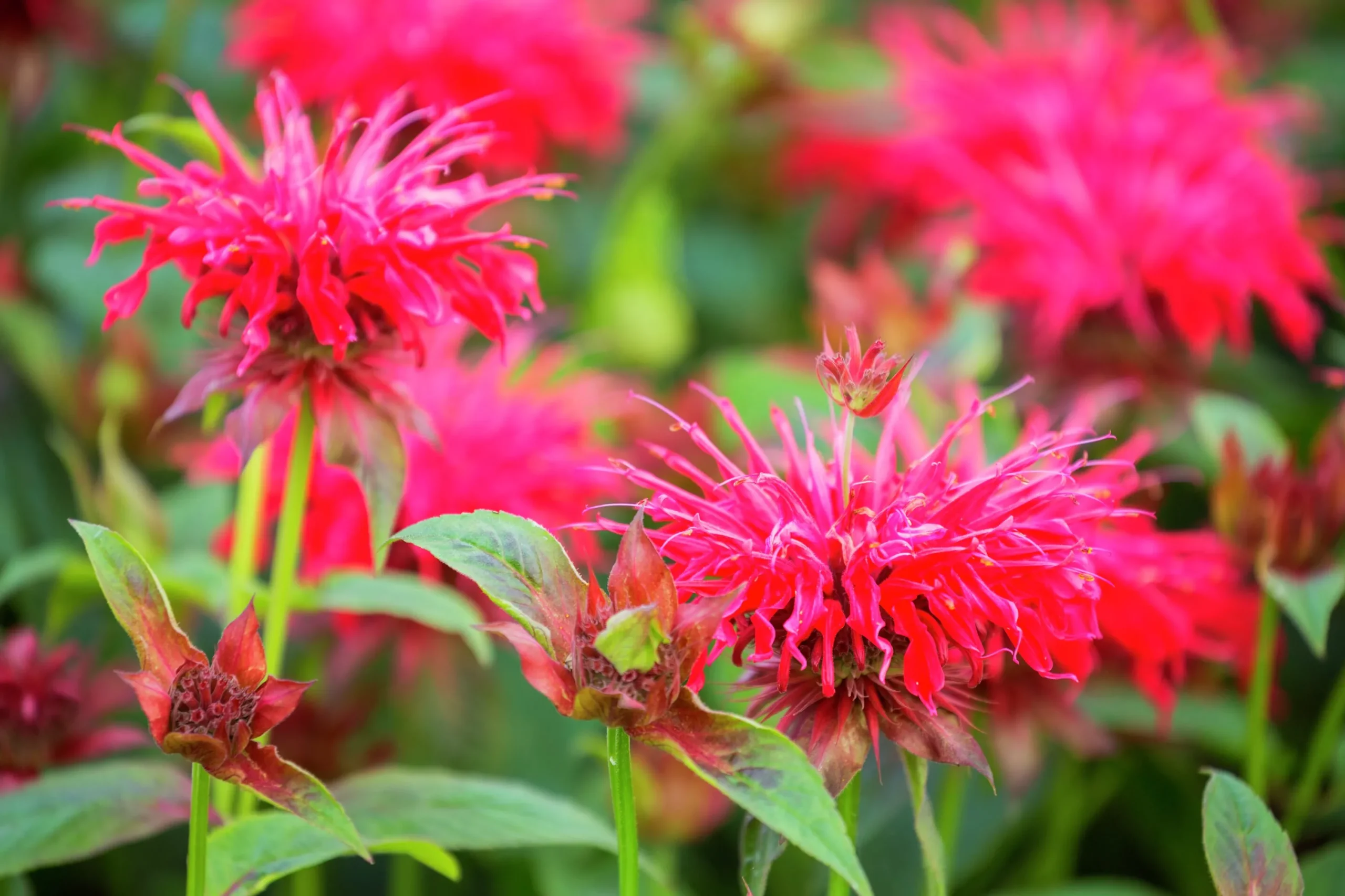 Temynta 'Bee-Happy'>Omnia garden Discount