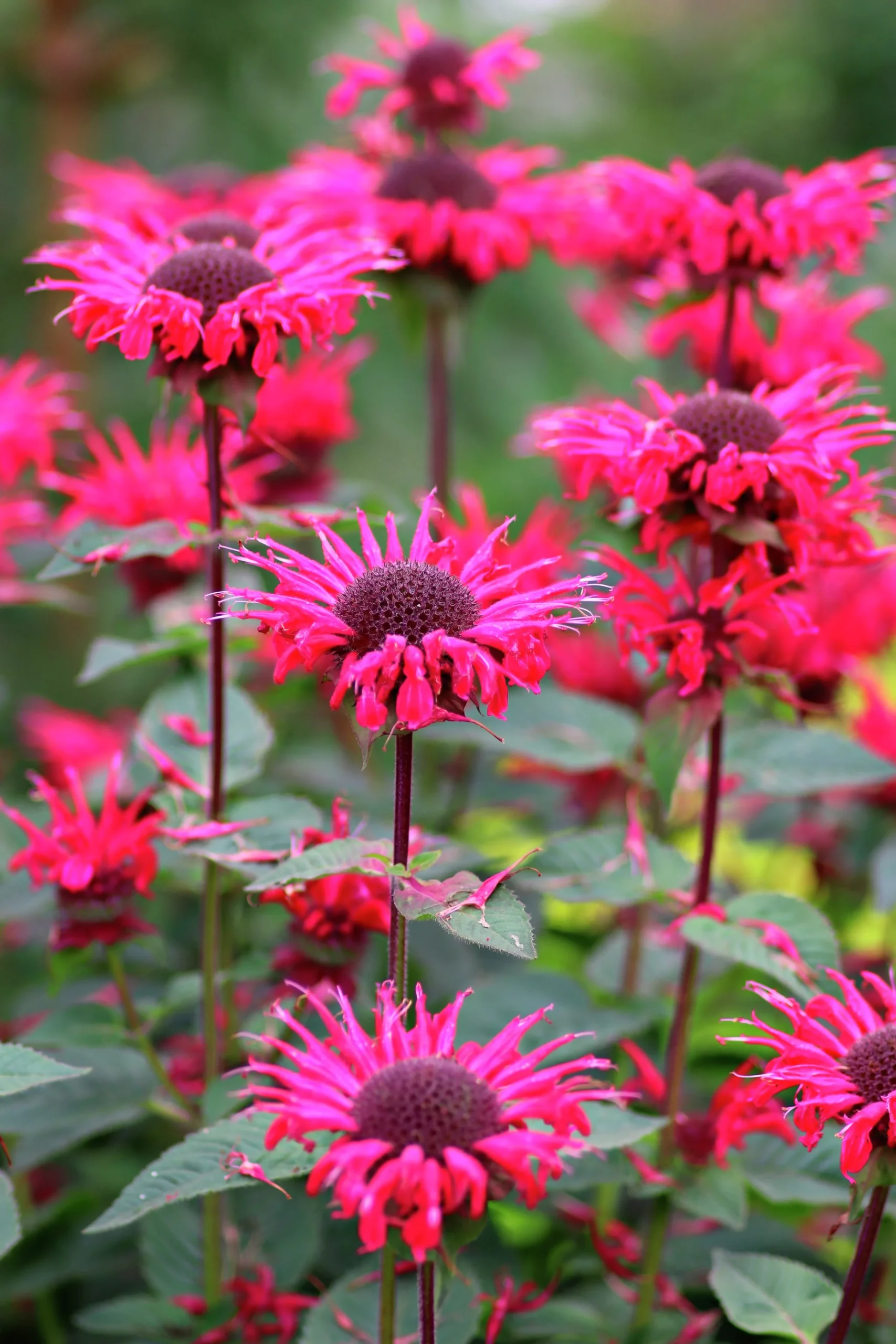 Temynta 'Bee-Happy'>Omnia garden Discount