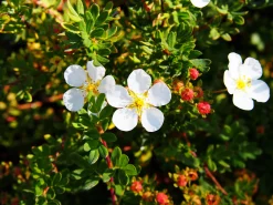 Tok 'Abbotswood' Barrotad>Omnia garden Outlet
