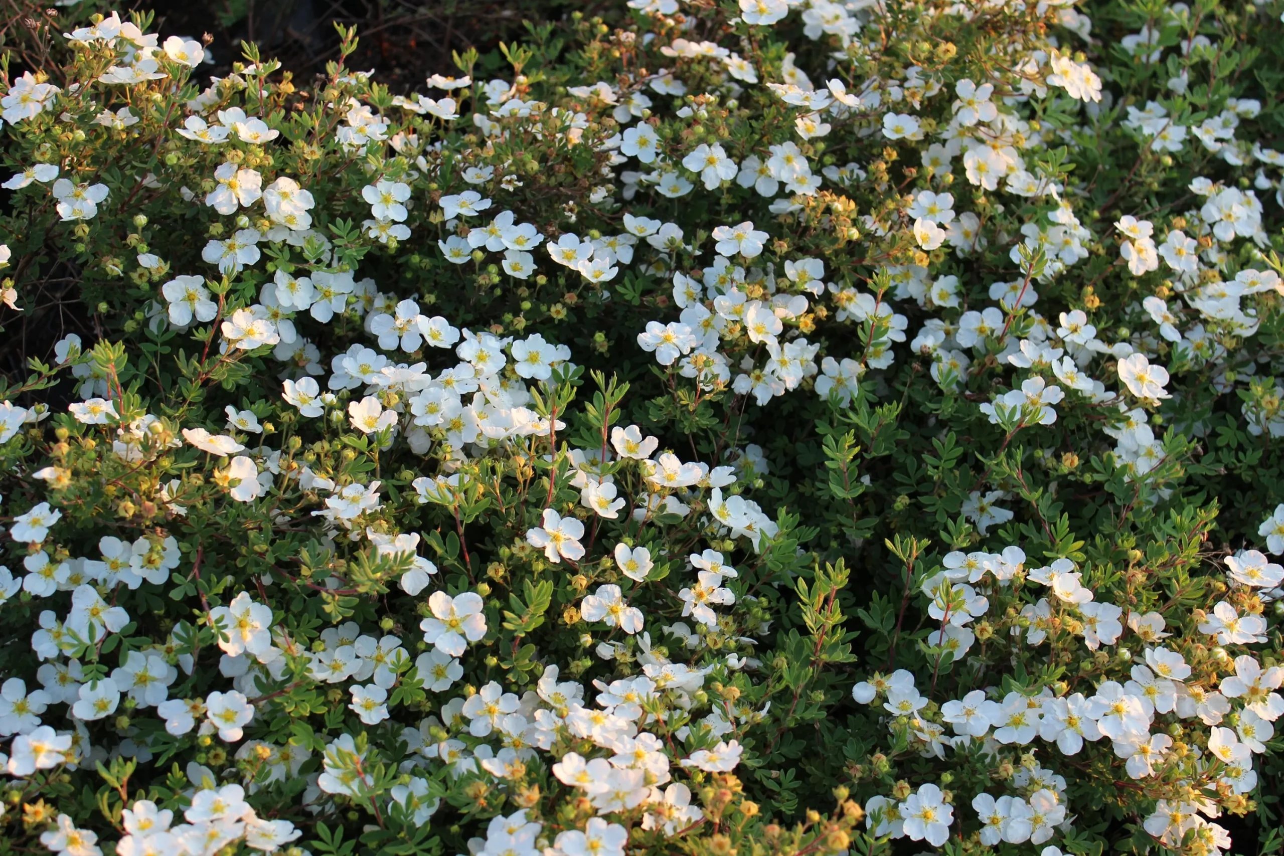 Tok 'Abbotswood' Barrotad>Omnia garden Outlet