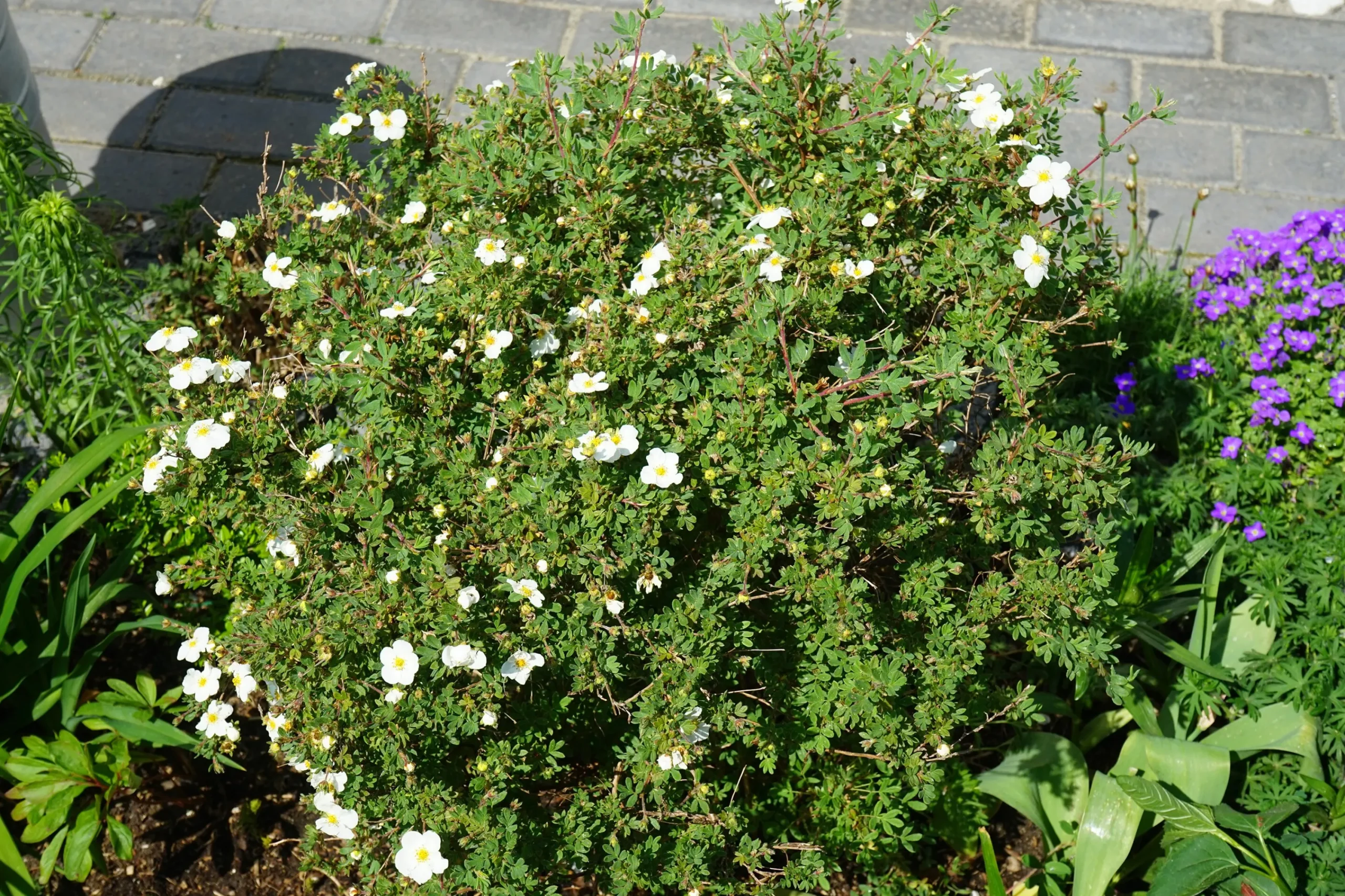 Tok 'Abbotswood' Barrotad>Omnia garden Outlet