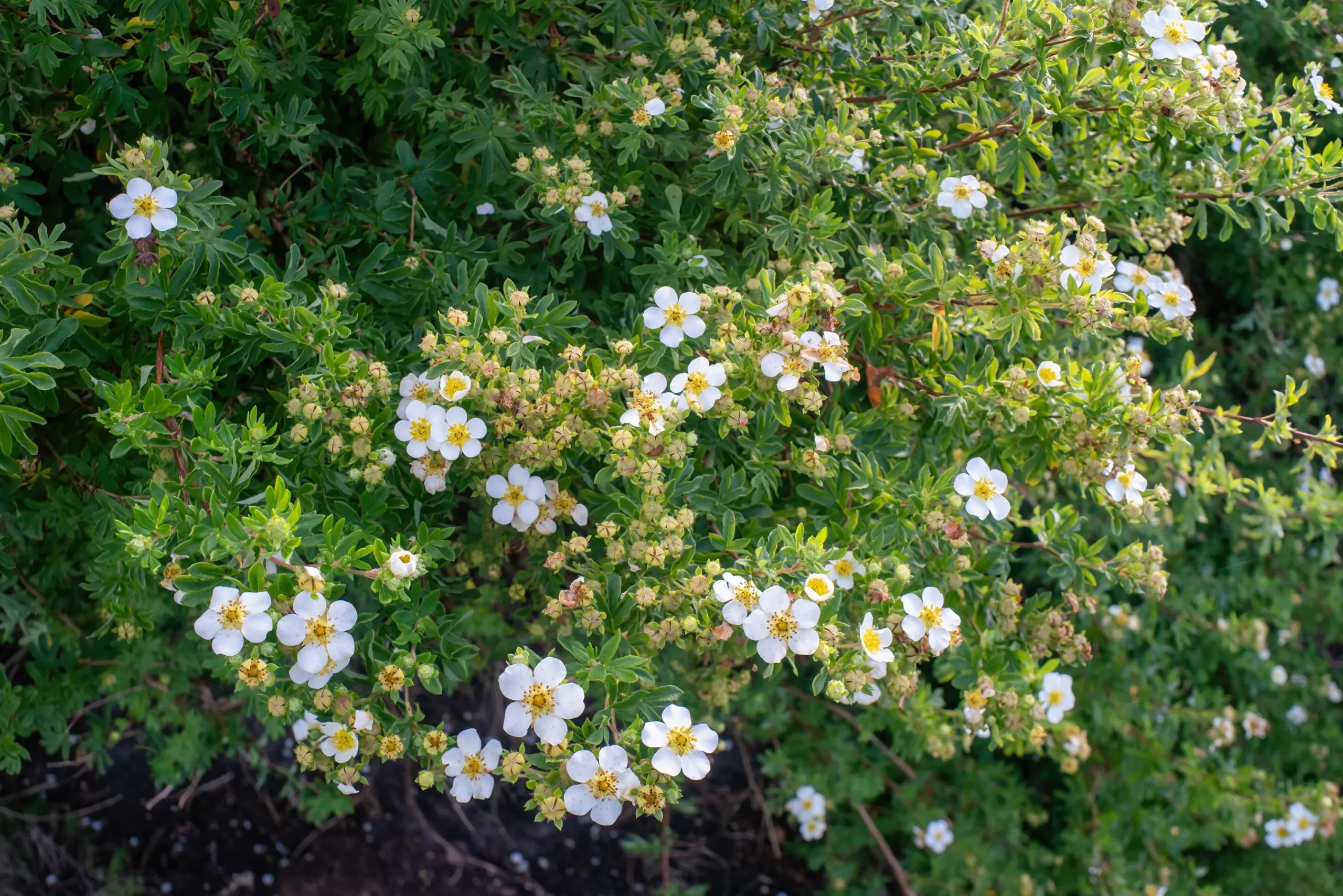 Tok 'Abbotswood' Barrotad>Omnia garden Outlet