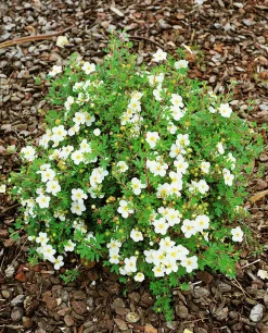 Tok 'Abbotswood' D:9-11cm Krukodlad><noscript><img width=