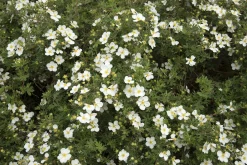 Tok 'Abbotswood' D:9-11cm Krukodlad><noscript><img width=