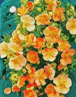 Tok 'Daydawn'>Omnia garden Sale