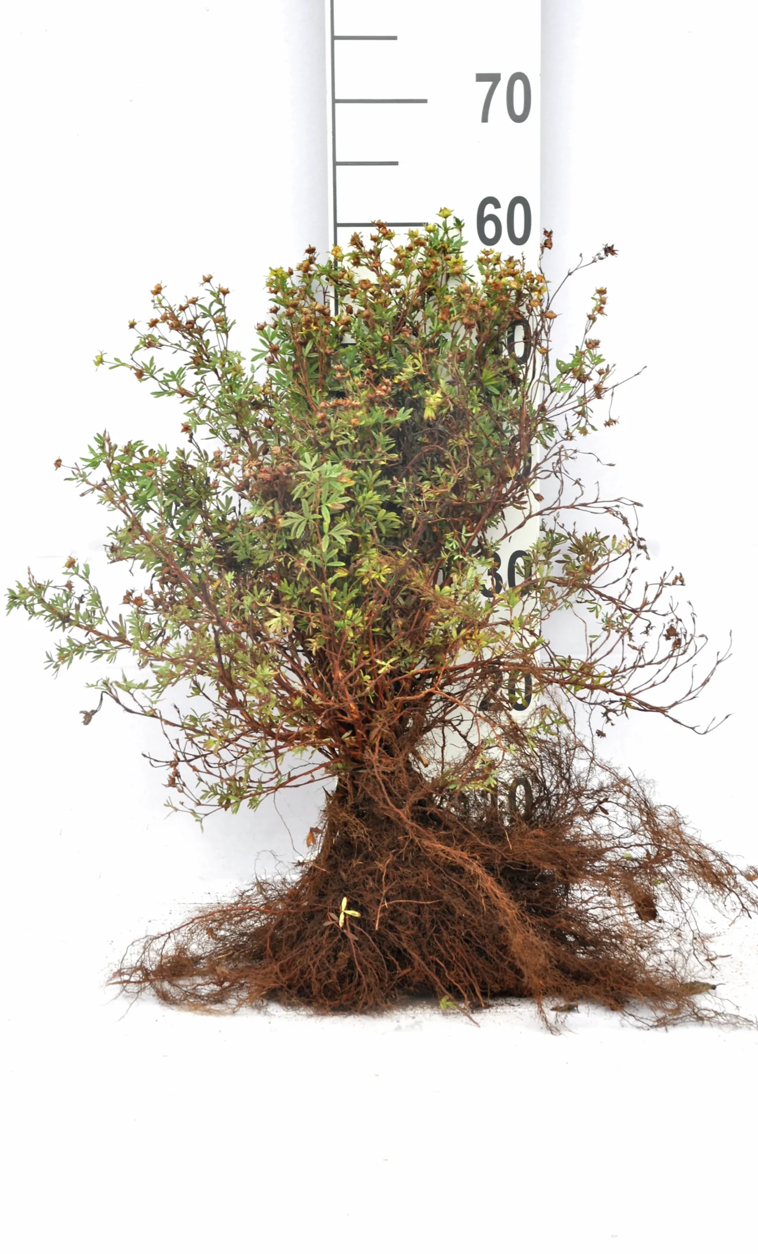 Tok 'Goldfinger' Barrotad>Omnia garden Sale