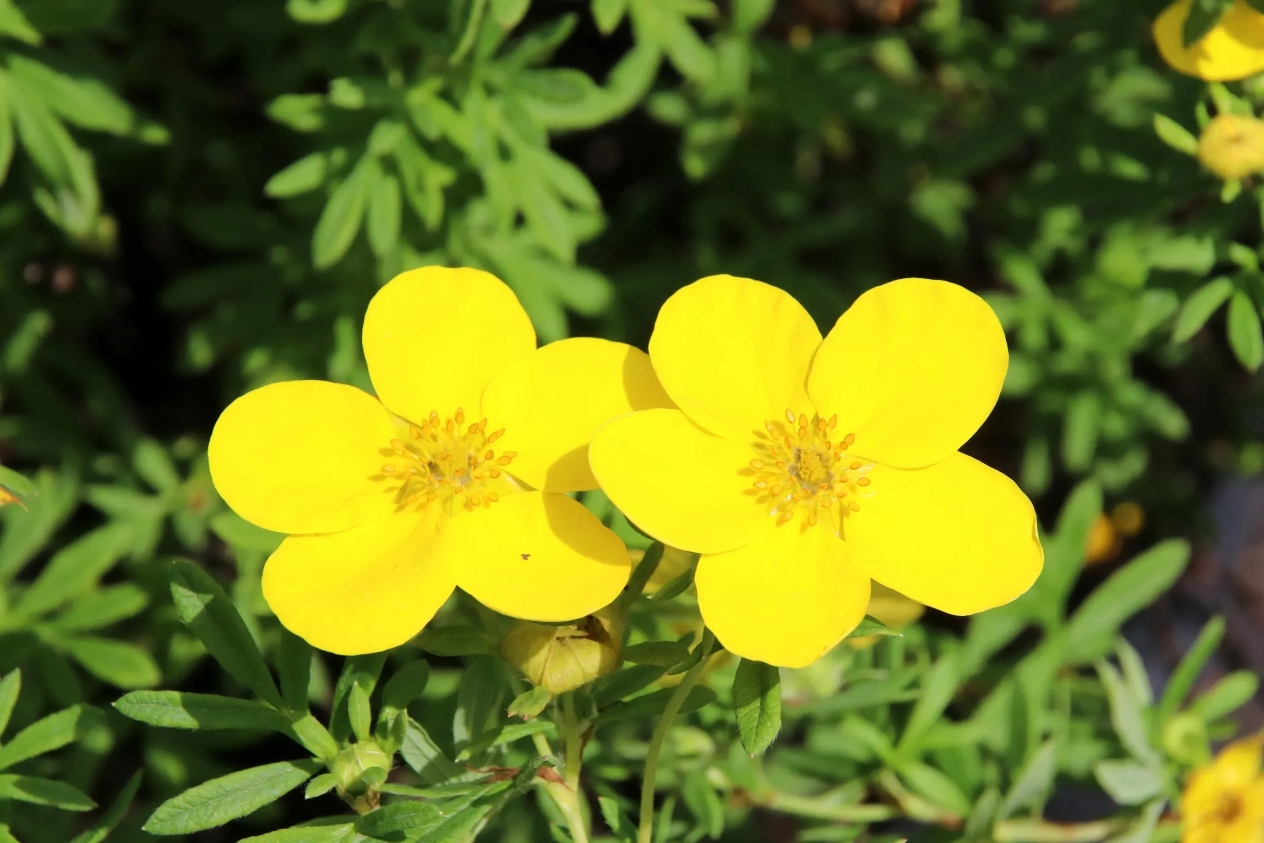 Tok 'Goldfinger' Barrotad>Omnia garden Sale