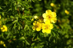Tok 'Goldfinger' D:9-11cm Certifierad Krukodlad>Omnia garden