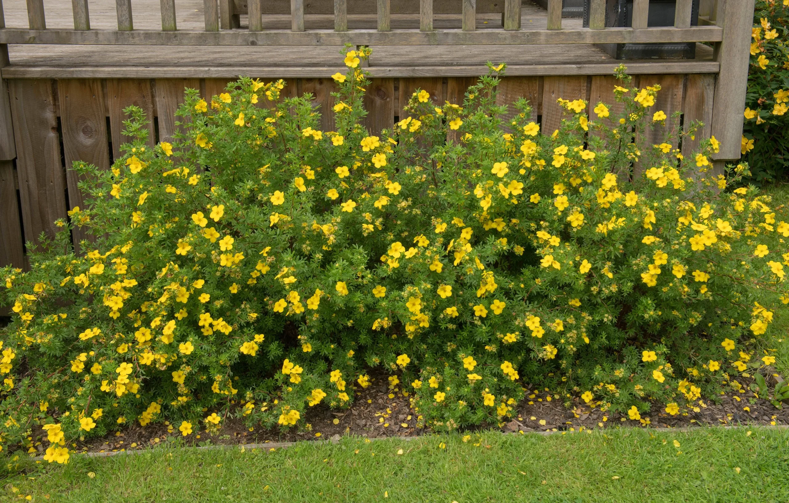 Tok 'Goldfinger' D:9-11cm Certifierad Krukodlad>Omnia garden