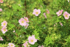 Tok 'Pink Beauty' D:9-11cm Krukodlad>Omnia garden New