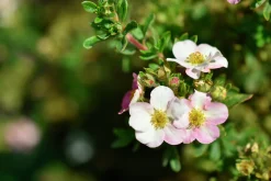 Tok 'Pink Beauty' D:9-11cm Krukodlad><noscript><img width=