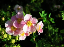 Tok 'Pink Beauty' D:9-11cm Krukodlad><noscript><img width=