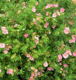 Tok 'Pink Beauty' D:9-11cm Krukodlad><noscript><img width=