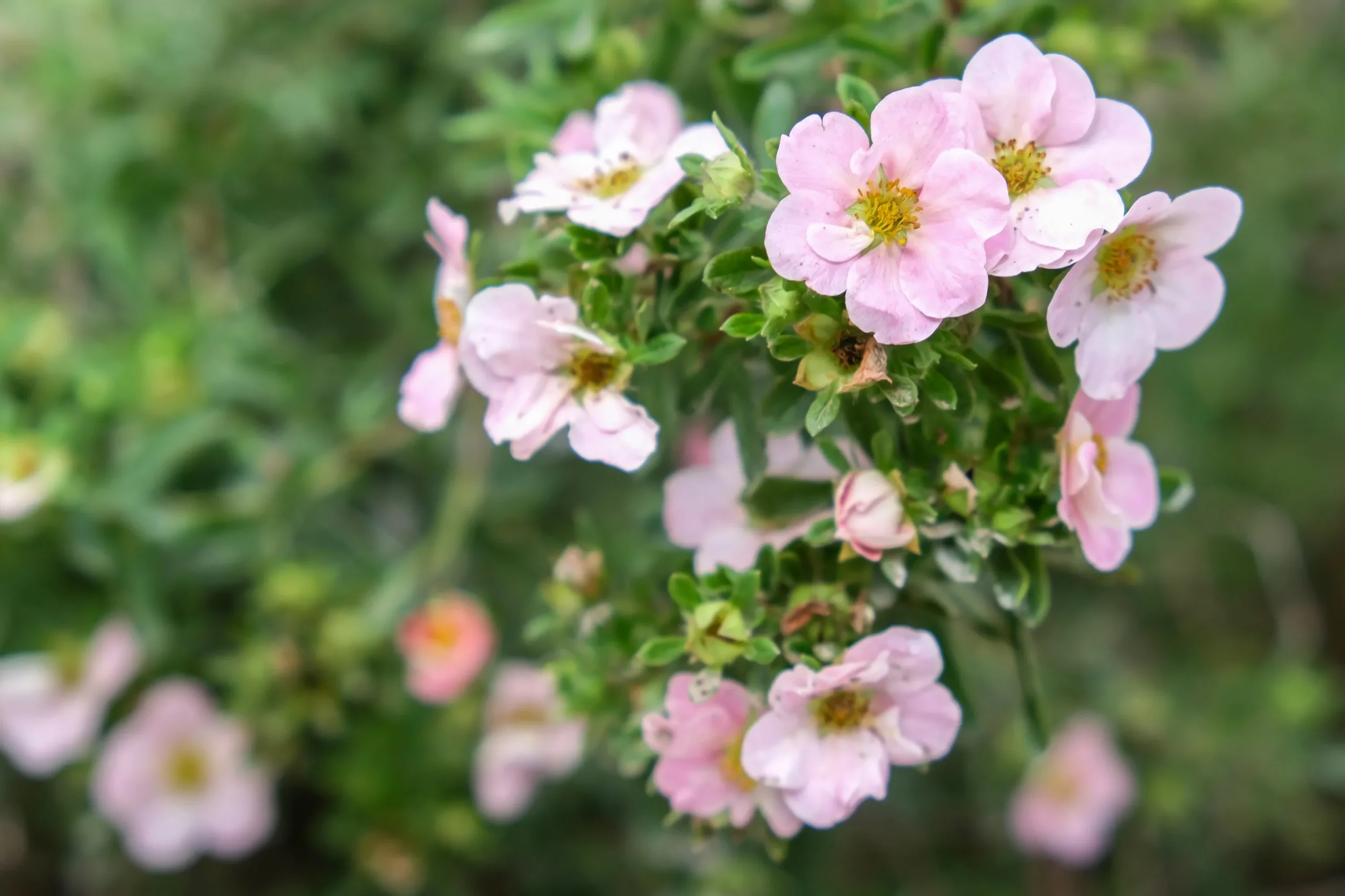 Tok 'Pink Beauty' Krukodlad>Omnia garden