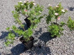 Tok 'Pink Beauty' Krukodlad>Omnia garden