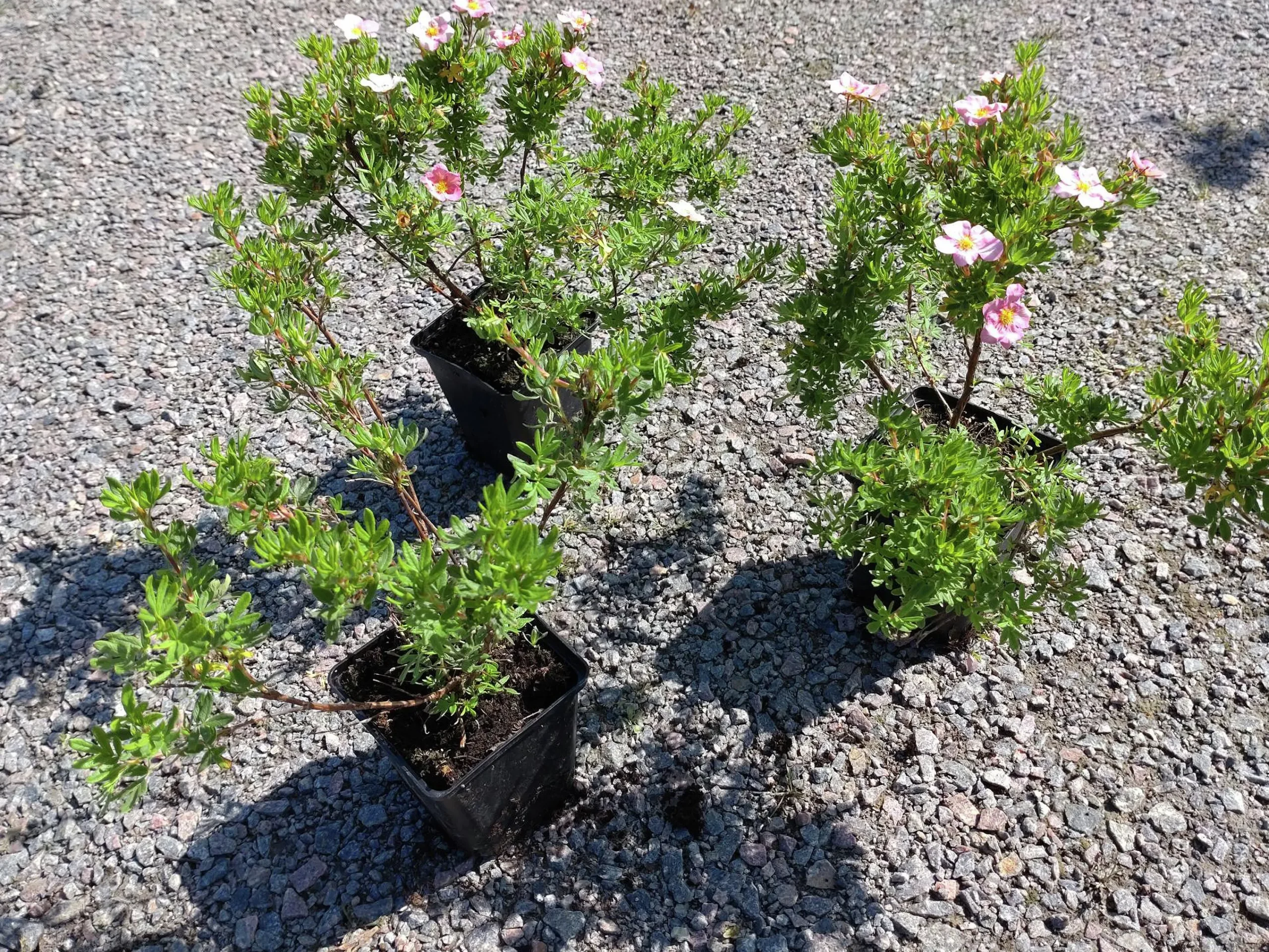 Tok 'Pink Beauty' Krukodlad>Omnia garden