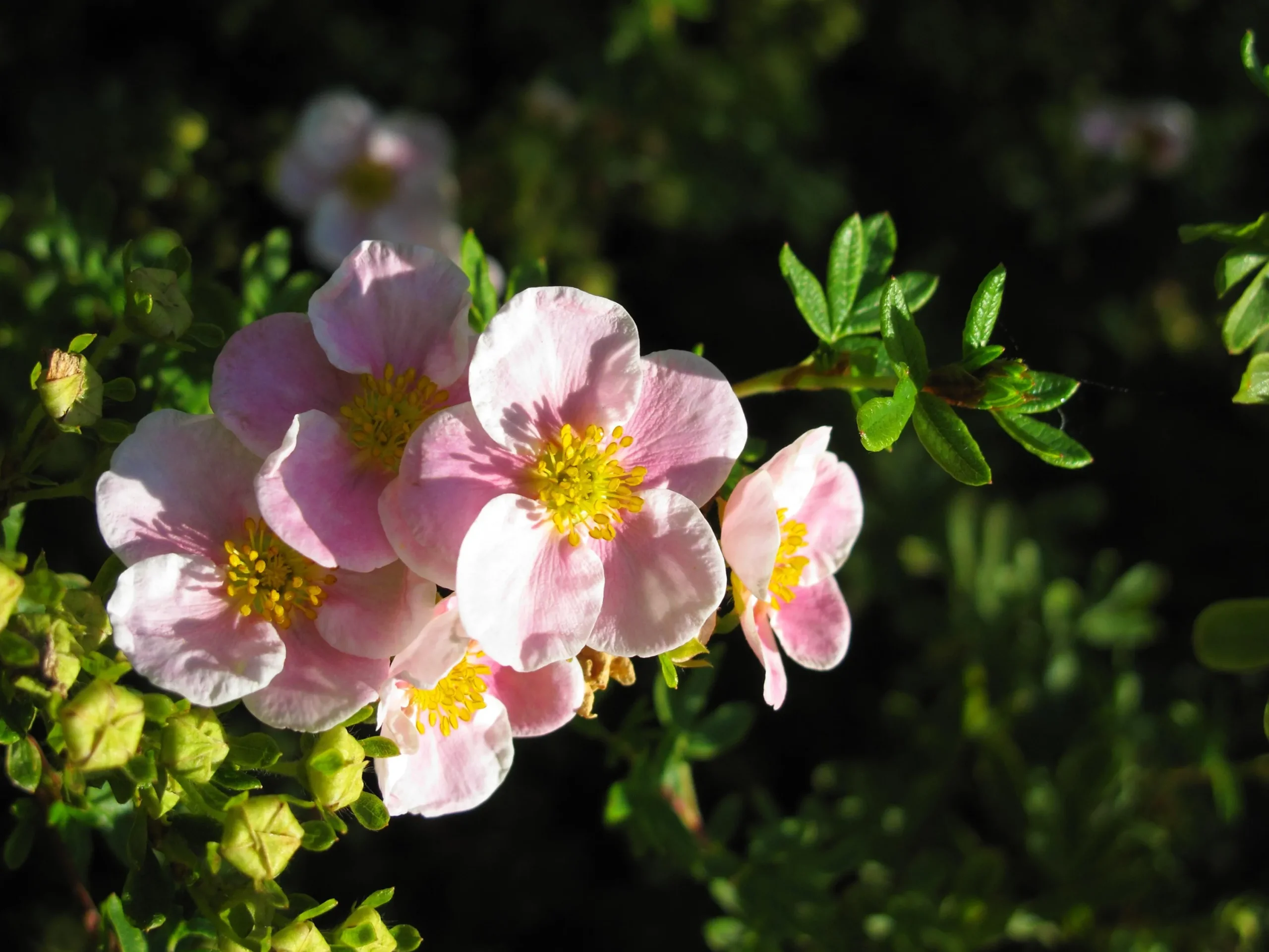 Tok 'Pink Beauty' Krukodlad>Omnia garden
