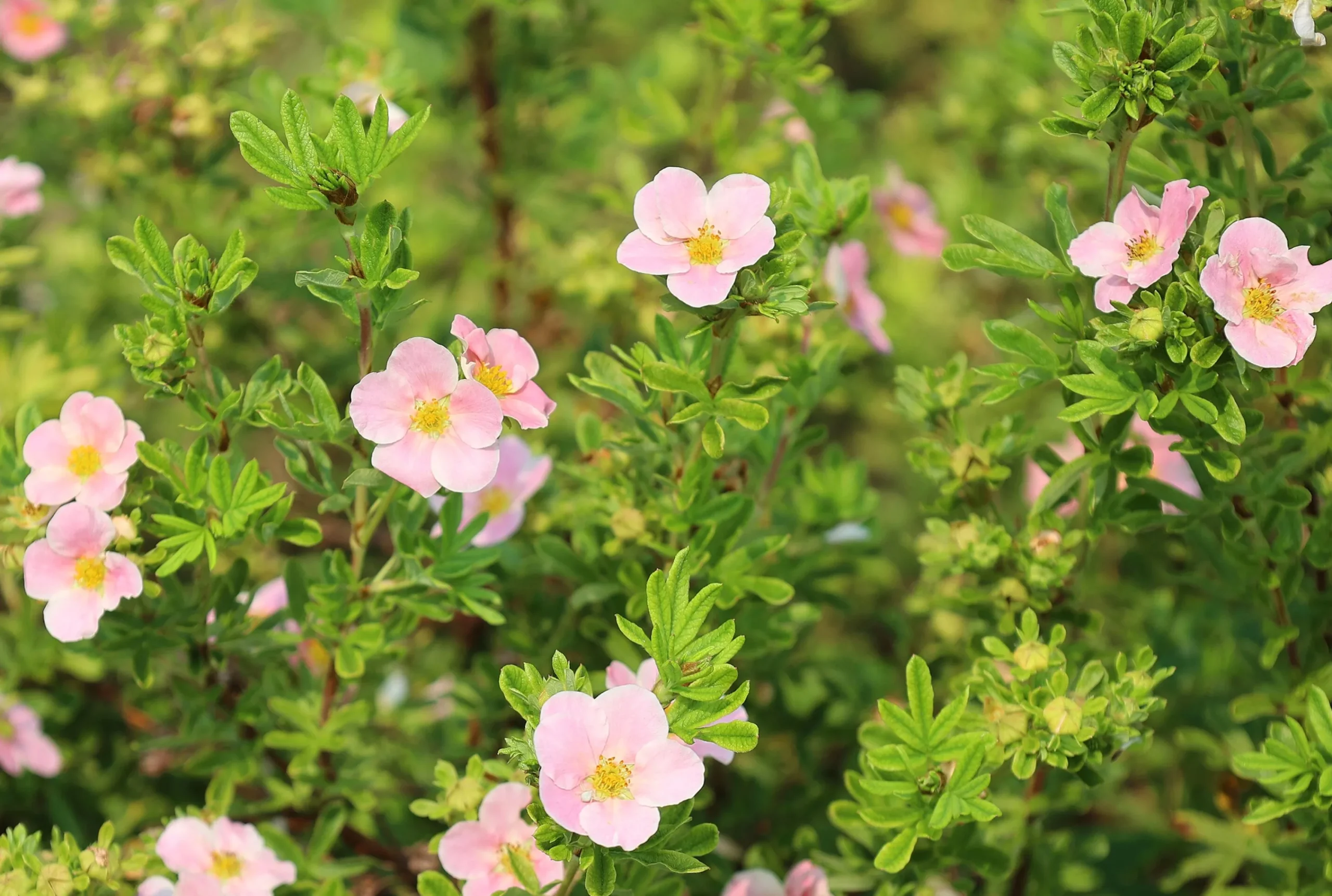 Tok 'Pink Beauty' Krukodlad>Omnia garden